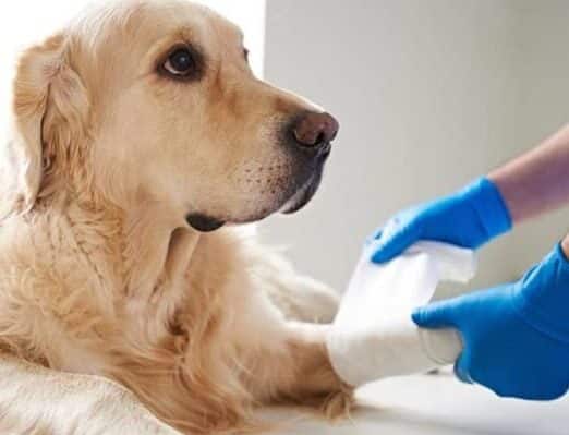 veterinaire wond verzorging 2