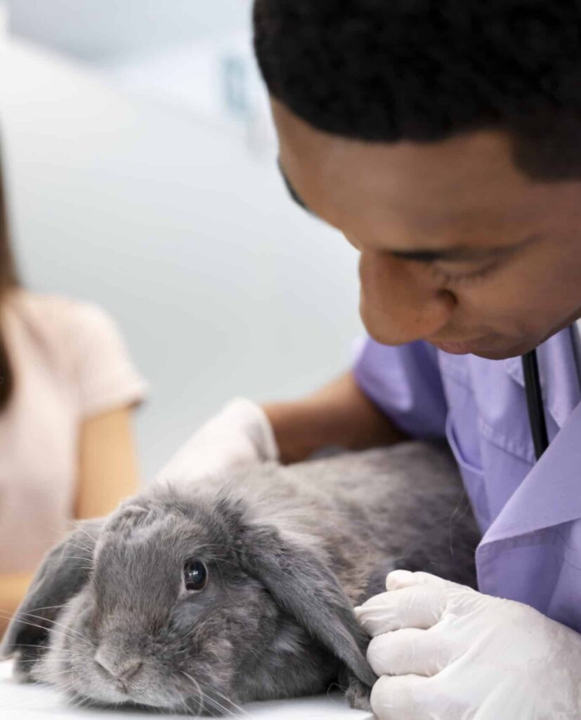 veterinair veterinaire dierengeneeskunde dierenarts veearts Arvem Hillegom